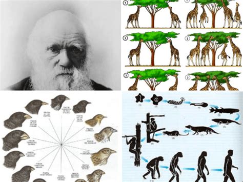 Charles Darwin Biografía Y Teorías