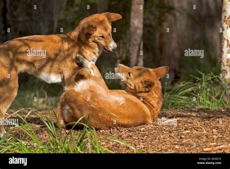Dingoes Fighting Hi Res Stock Photography And Images Alamy