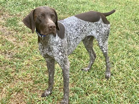 Blue Eyed Chocolate German Shorthaired Pointer