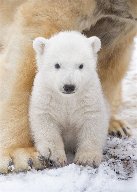 Visitors Could See Scottish Polar Bear Cub Scottish Field
