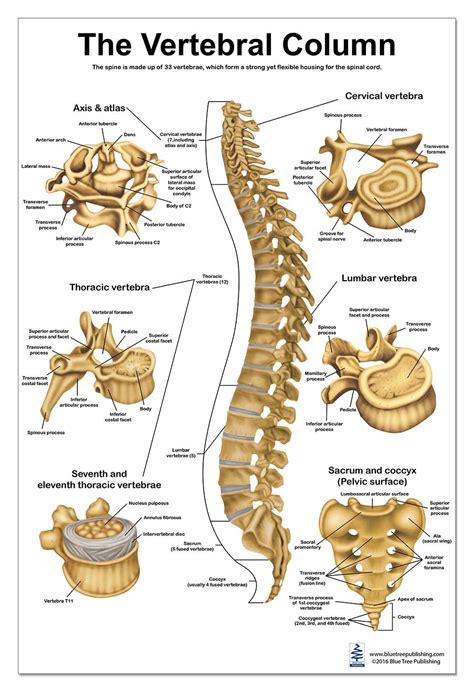 Backbone views can be used with any javascript templating library. The Vertebral Column Spine Anatomical Poster, size 24Wx36T ...