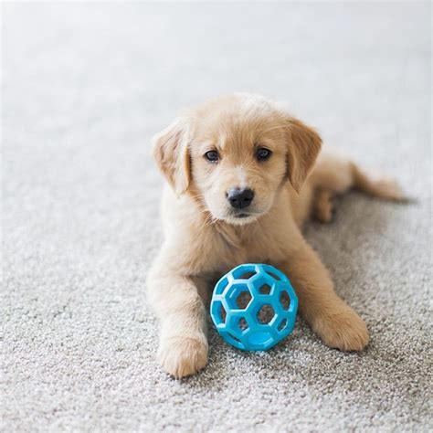 Adorable Golden Retriever Puppy Just 8 Weeks Old And Her