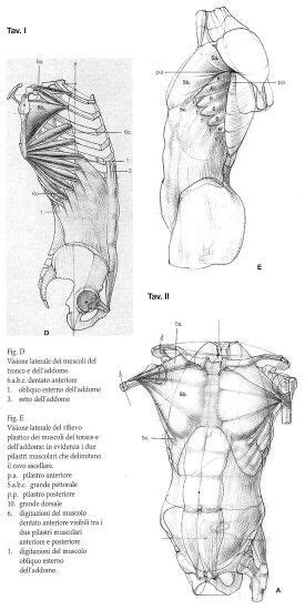 Anatomía De Torso Human Anatomy Drawing Anatomy Sketches Anatomy