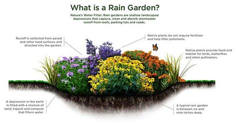 Ohio native plant list, generated by debra knapke and hope taft. Rain Gardens - Tinkers Creek Watershed Partners