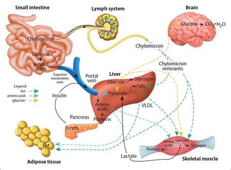 34 Nitrogen: Metabolic Integration | Basicmedical Key