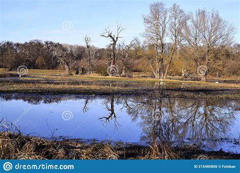 Floodplain Forests And Meadows Flooded By Water In Spring Stock Photo