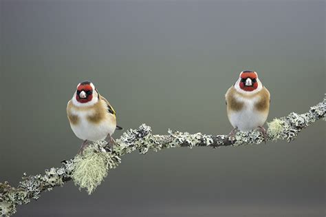 British Finches A Simple Guide Country Life