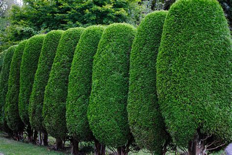 Tree Hedges Stock Photos Pictures And Royalty Free Images Istock