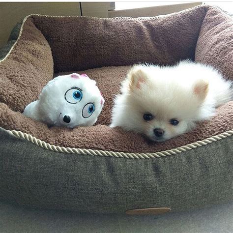 Hi!♥ today i went to get a new pomeranian puppy! Сладких снов фото @powthepom Подписывайтесь на нас ...