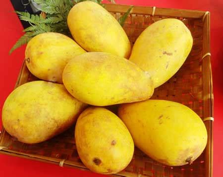 7 jenis mangga import unggulan di indonesia buah mangga merupakan salah jenis tanaman buah unggulan yang. 10 Jenis Buah Mangga Paling Enak Di Indonesia - Blog Unik