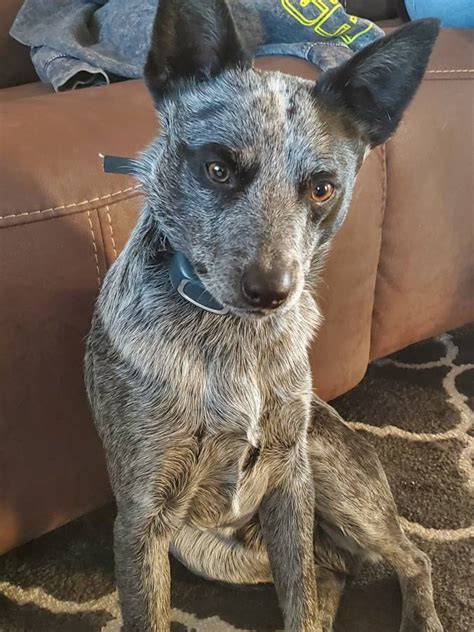 On My Way To Adopt This Handsome Foxraccoon Hybrid Looking Cattle Dog