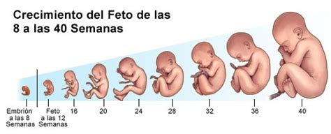 Etapa Prenatal Desarrollo Humano