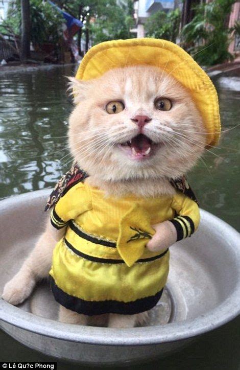 Cat Dressed Like An Emperor Minds A Seafood Stall In Vietnam Daily