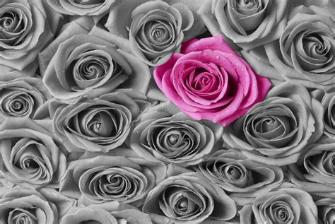 Roses Pink And Grey Canvas Print And Photos Photowall