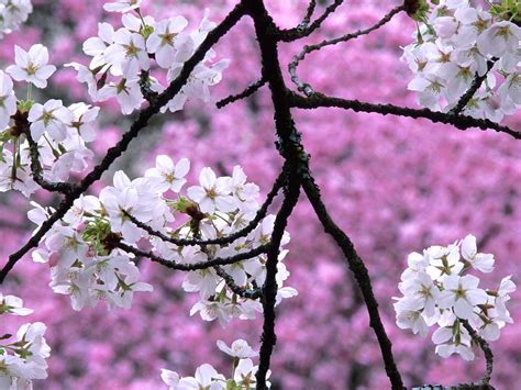 Cherry Blossom Wallpaper Desktop Funny And Amazing Images