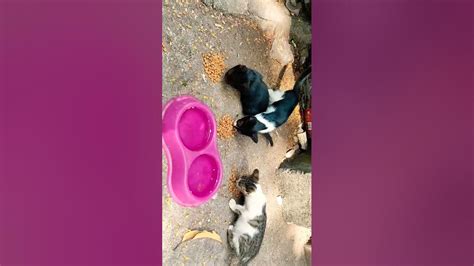 Feeding A Stray Cat Youtube