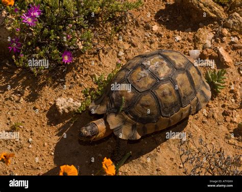 Angulate Tortoise Light Phase Male Chersina Angulata In The Namaqua