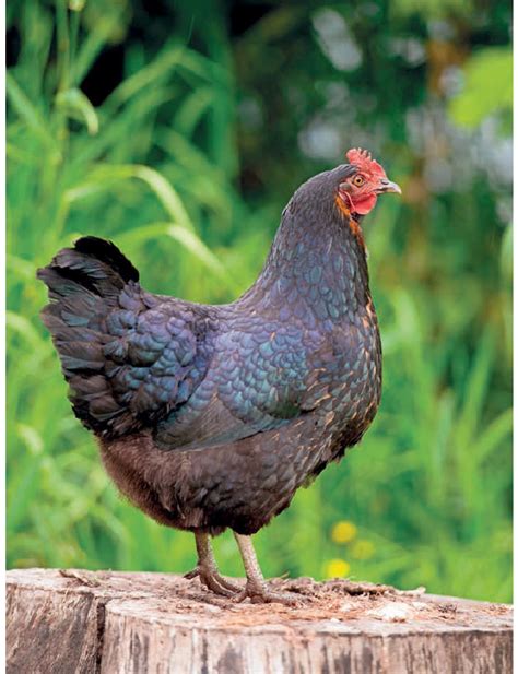 The Backyard Field Guide To Chickens Jersey Giant