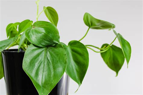 22 Indoor Vine Plants That Look Great In The Home