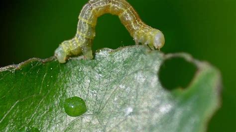 Cankerworms Are Back Munching On Charlottes Tree Canopy Charlotte Observer