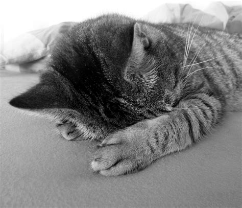 Free Images Nature Black And White Sweet Cute Pet Fur Relax