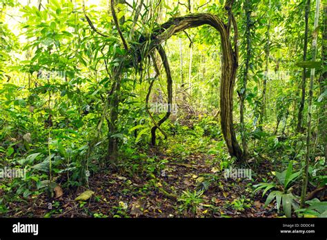 Natural Arch Formed By Lianas In The Rainforest Understory Ecuador