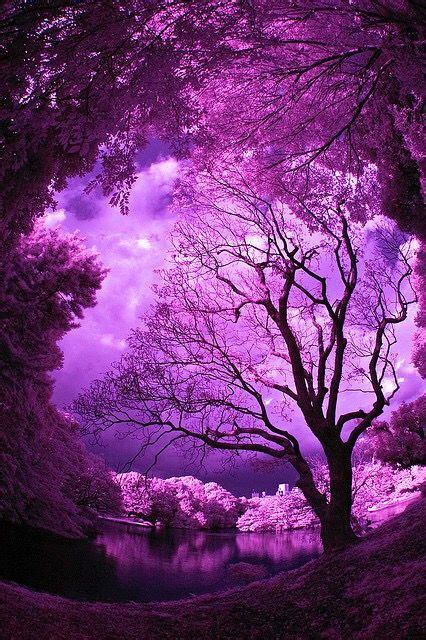 Pin By Malejah Nile Ali On Purple Haze Purple Sky Nature Photography