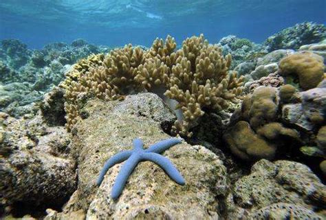 Seas Face Biodiversity Shakeup Even Under 2 C Warming