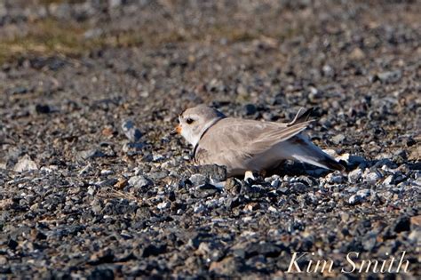 Piping Plovers Nesting In Parking Lot 2 Copyright Kim Smith Kim