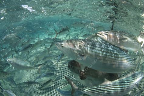 Atlantic Bonito In A Fishing Net Stock Image C0109359 Science