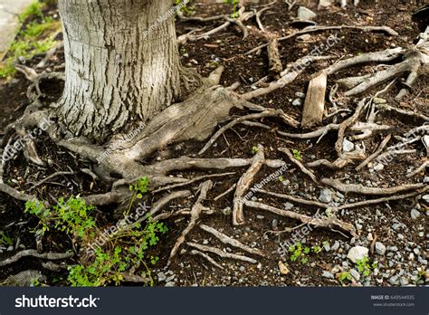 4772 Exposed Tree Roots Images Stock Photos And Vectors Shutterstock