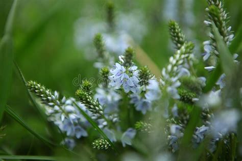 Hermosa Pradera Azul Silvestre Flores En Verde Hierba Fresca Flores De