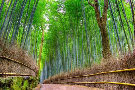 Fondos De Pantalla Japón Bosque Kyoto Bambú Arashiyama 5477x3638