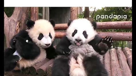 Hungry Baby Panda Youtube