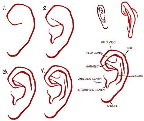 Ear Drawing How To How To Draw Ears Drawings Drawing Tips