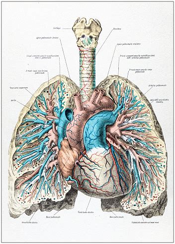 The anatomy of the chest can also be described through the use of anatomical landmarks. Antique Illustration Of Human Body Anatomy Human Lungs And ...
