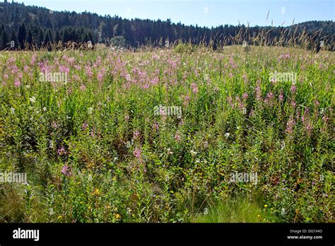 Meadow With Pink Wildflowers Stock Photo Alamy
