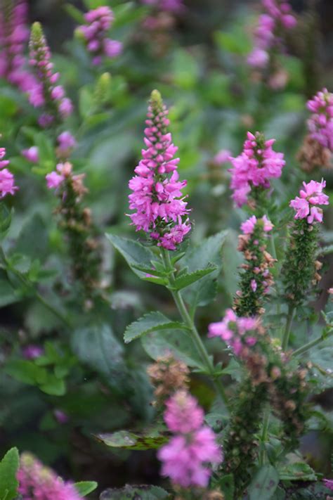 Check spelling or type a new query. Ronica™ Fuchsia Speedwell (Veronica 'Ronica Fuchsia') in ...