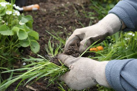 Maybe you would like to learn more about one of these? How to Kill Grass Invading a Flower Bed