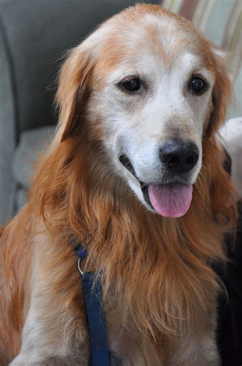 The cheapest offer starts at £10. Old Golden Retriever | Buddy has been doing well since his ...