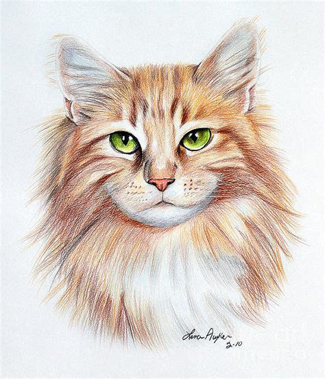 Cartoon drawing of a cat at getdrawings | free download. Calico Cat Drawing by Lena Auxier