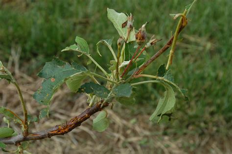 Gm crops are not approved for commercial production in mexico. Major Hail Storm Hits RAREC Research Farm — Plant & Pest ...
