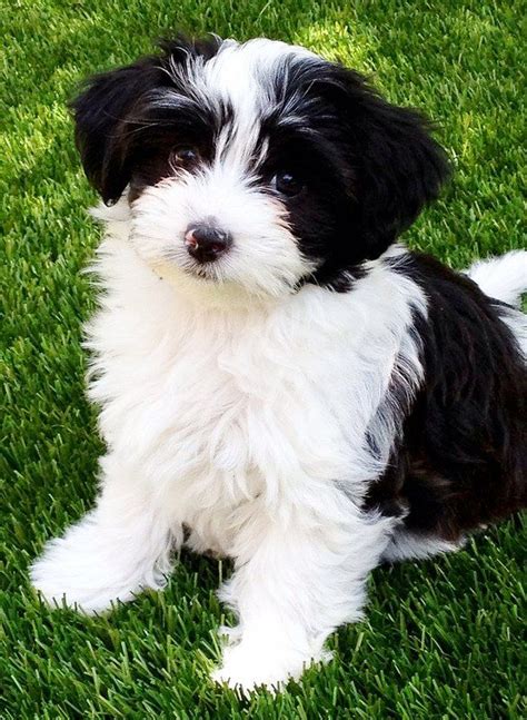 I think puppies are cute, yes, but my god i just cannot wait for them to grow up. so cute | Havanese puppies, Havanese, Dogs and puppies