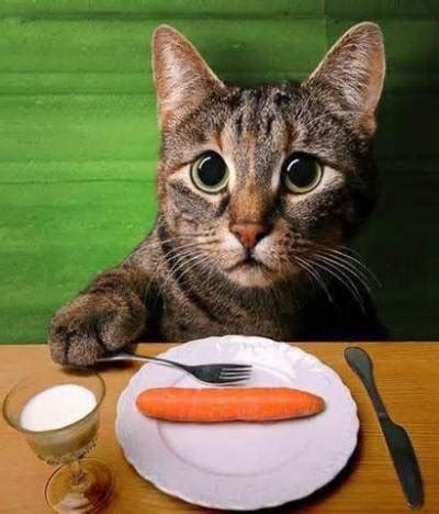How much does your cat weigh? 3 Healthy Human Foods Your Cat Can Eat | Cristina's Ideas