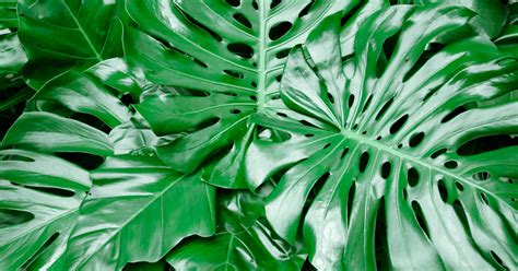 The native origin provides some idea of the type of care and conditions the plant likes. Philodendron Pertusum | ASPCA