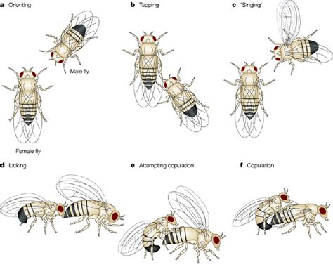 Figure 1 From Neural Control Of The Female Mating Decision In Drosophila Melanogaster Semantic