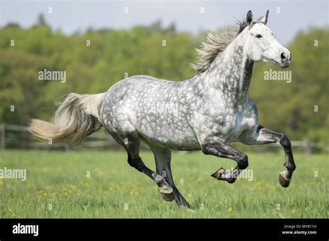 Hanoverian Horse Dappled Gray Mare Galloping On A Meadow Germany