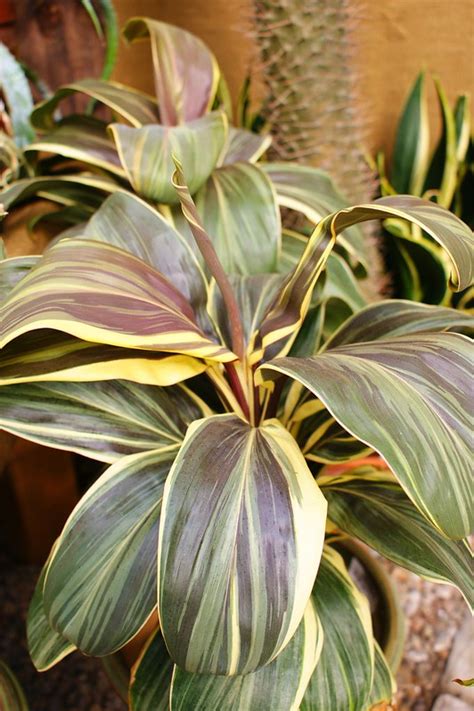 Hawaiian ti plant the hawaiian ti plant is known by a few common names including baby doll ti, good luck plant and ti leaf. Pin on Palms, Cycads, & Cordylines