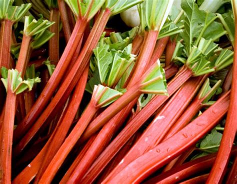 If you want to buy locally and support the farmers of your community, buy fresh rhubarb online. Rhubarb Primer