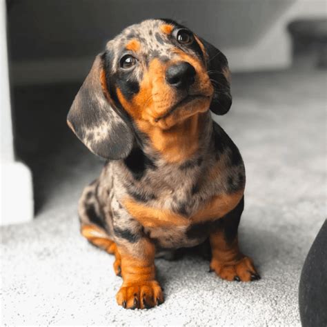 Miniature Vs Standard Dachshund Which One Is The Best Fit Your Lifestyle